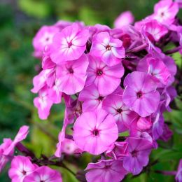 Флокс Famous Light Purple фото