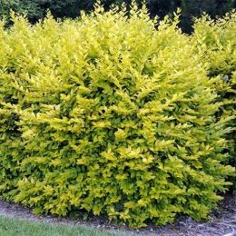 Лигуструм Aureum фото