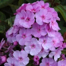 Флокс Lilac Time фото