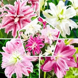 Лилия Double Oriental Mix фото