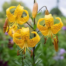 Лилия Leichtlinii фото