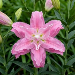 Лилия Lotus Queen (Махровый цветок) фото