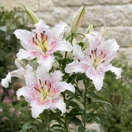 Лилия Muscadet фото