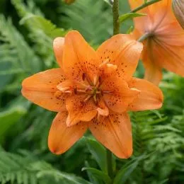 Лилия Orange double фото