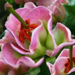 Лилия Pink Fudge фото
