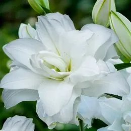 Лилия Roselily Aretha фото