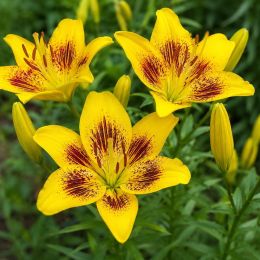 Лилия Yellow Bruse фото