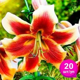 Лилия Debby (Эконом-упаковка 20 шт)  фото