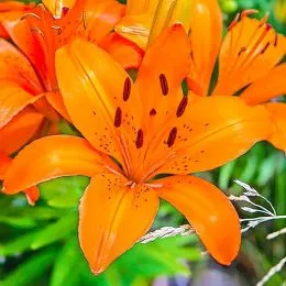 Лилия Orange Matrix фото