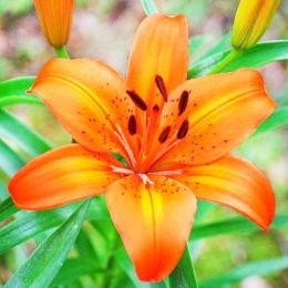 Лилия Orange Pixie фото