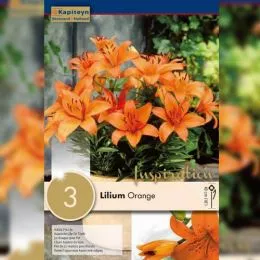 Лилия Orange Pixie (Брендовые луковицы KAPITEYN®) фото