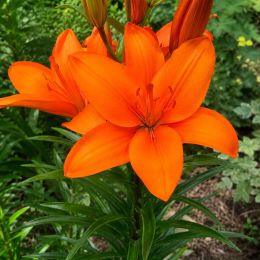 Лилия Orange Summer фото