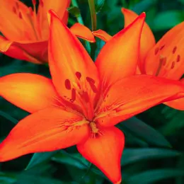Лилия Orange Ton фото