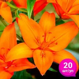 Лилия Orange Summer (Эконом-упаковка 20 шт) фото