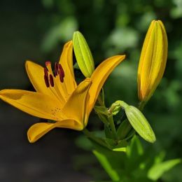Лилия Rapid Yellow фото