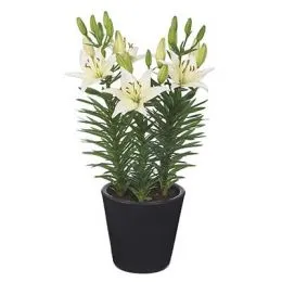 Лилия White Joy фото