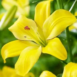 Лилия Yellow Cocotte фото