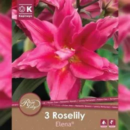 Лилия Roselily Elena (Брендовые луковицы KAPITEYN®) фото