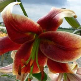 Лилия Fraulein Cornelia фото