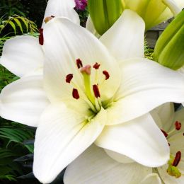 Лилия Happy Snow фото