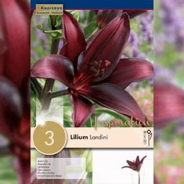 Лилия Landini (Брендовые луковицы KAPITEYN®) фото