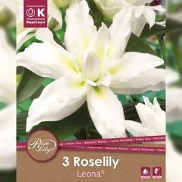 Лилия Roselily Leona (Брендовые луковицы KAPITEYN®) фото