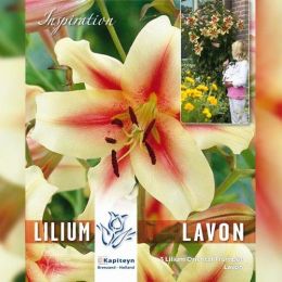 Лилия OT Lavon (Брендовые луковицы KAPITEYN®) фото