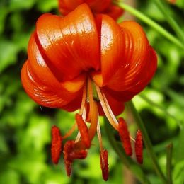 Лилия Pumilum фото