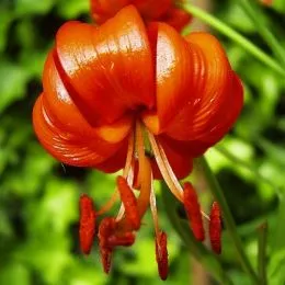 Лилия Pumilum фото