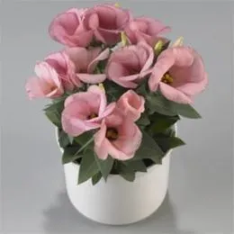 Эустома Carmen Deep Pink фото