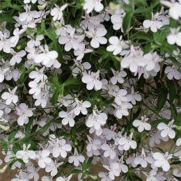 Лобелия Hot White фото