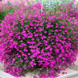 Лобелия Purple Star фото