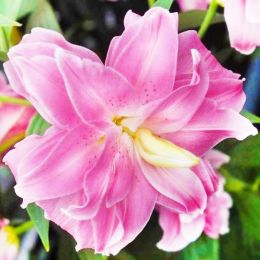 Лилия Lotus Joy (Махровый цветок) фото