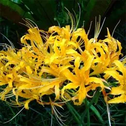 Ликорис Aurea фото