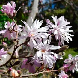 Магнолия Stellata Rosea фото