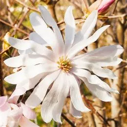 Магнолия Stellata фото