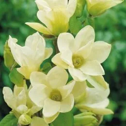 Магнолия Yellow фото