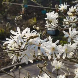 Магнолия Stellata Waterlily фото