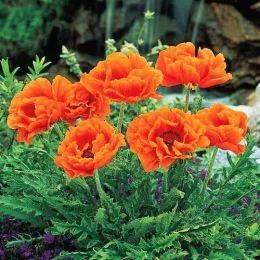 Мак Orange Glow фото