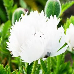 Мак White Ruffles фото
