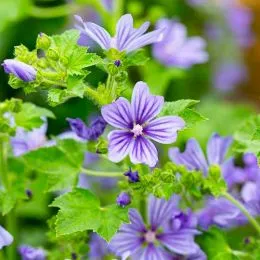 Мальва лесная Primley Blue фото