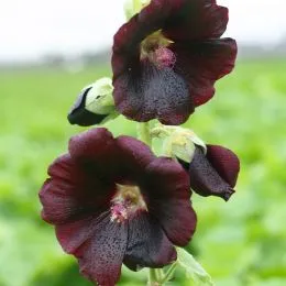 Штокроза Rosea Nigra фото