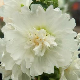 Штокроза Spring Celebrities White фото