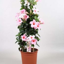 Мандевилла Cream Pink фото