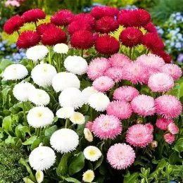 Маргаритка Помпон смесь фото