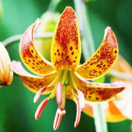 Лилия Sunny Morning фото