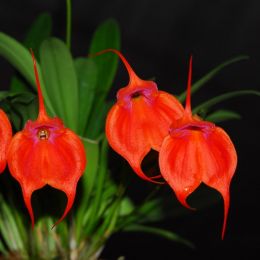 Орхидея Масдеваллия (Masdevallia) фото