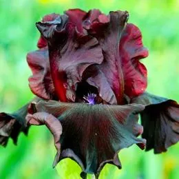 Ирис Mellory Kay фото