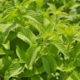 Мята Banana Mint фото