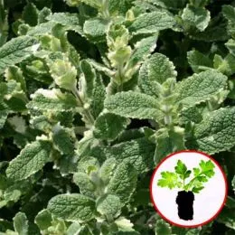 Мята Variegata (рассада) фото
